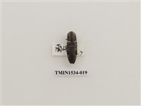 藏品(扁蟲科)的圖片